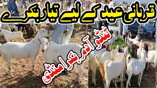 Tando adam Bakra Mandi  Bakra eid 2024  Latest updates😍 [upl. by Aisya]