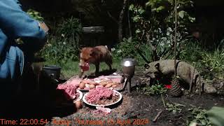 Foxheaven Dublin Ireland Livestream [upl. by Nereids363]