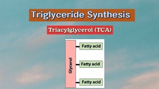 Triglyceride Synthesis Triacylglycerol TCA metabolism biochemistry lipids [upl. by Narak]