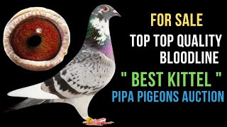 Brother Grizzle quot Best Kittel quot Top Class Racing Pigeon Bloodline For Sale In Pipa Pigeons Auction [upl. by Karlik]