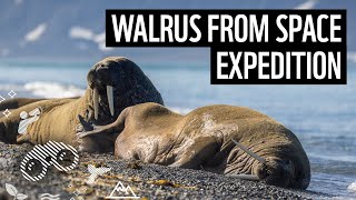 Walrus from Space – An Arctic Expedition by WWF amp British Antarctic Survey  WWF [upl. by Andryc]