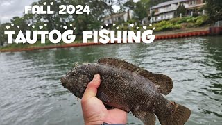 FALL Tautog Fishing Actions  NJ [upl. by Ruckman]