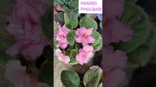 MOST BEAUTIFUL FLOWERS OF WINTER AFRICAN VIOLET CARE IN 1 MINUTES [upl. by Gulick613]