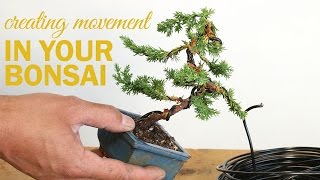 How to Create a Bonsai with Movement  Wiring a bonsai tree trunk [upl. by Leonardi]