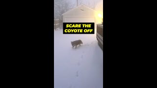 🐺 Coyote Trapping In Upstate NY shorts shortsfeed [upl. by Alexio]