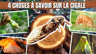 4 choses à savoir sur la cigale [upl. by Brandise]