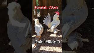 Bantam Chickens Porcelain dUccle chicken duccle bantamchickens [upl. by Darrell]