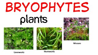 Bryophytes life cycle [upl. by Amin]