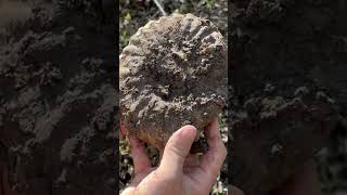 Digging up an Ammonite Fossil [upl. by Bigod]