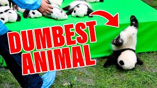 Dumbest Animals In The World RANKED [upl. by Cichocki]