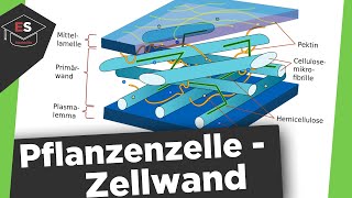 Die Zellwand  Bestandteile der Pflanzenzelle  Aufbau Funktion  Zellwand einfach erklärt [upl. by Kohler769]