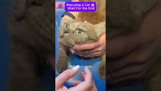 Rescuing a Kitten with Parasites in Its Eye CatRescue RescueCat [upl. by Siryt]