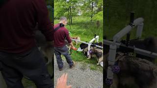 HydrationMisting amp Cooling break along the Columbia Trail in New Jersey WooFDriverOnTour [upl. by Ara949]