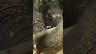 3 MindBlowing Facts About Elephants [upl. by Winton]