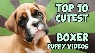 TOP 10 CUTEST BOXER PUPPY VIDEOS OF ALL TIME [upl. by Ycats]