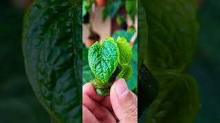 Anthurium Splendidumgrowing well after propagation ❤️ [upl. by Nhguav]