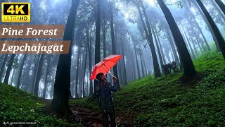 Lepchajagat  Pine Forest 4K  Nature  Darjeeling Vlog  West Bengal  Sikkim Darjeeling Tour [upl. by Ydiarf]