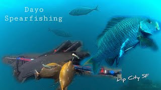 DayoGood Fish  Dip City SF  Spearfishing [upl. by Duck]