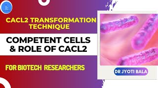 Competent Cells CaCl2 Transformation Technique Role of CaCl2 in Competent Cells Preparation [upl. by Nyrhtakyram692]