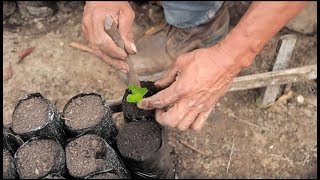 Producción de Almácigos de Café Tips del Profesor Yarumo [upl. by Merridie588]