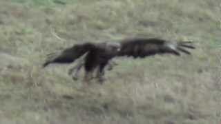 Buizerd vangt en eet muis  Bussard catches and eats Mous Uig Isle of Skye [upl. by Udale209]