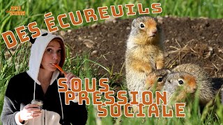 Des écureuils sous pression sociale  ZdS32 mini [upl. by Medarda]