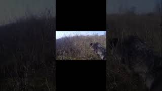 Deutsch Drahthaar Minna Hunting dog training  Pheasant [upl. by Newberry]