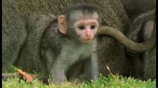 These Adorable Baby Monkeys Are So Playful  Cheeky Monkey  BBC Earth [upl. by Dafna]