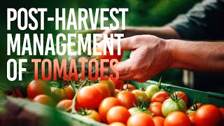 PostHarvest Management of Tomato [upl. by Zea]