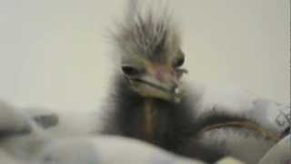 Blackcrowned Night Heron Chick Learns to Feed [upl. by Jamima]