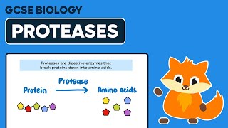 Digestive Enzyme Proteases  GCSE Biology [upl. by Maddock626]