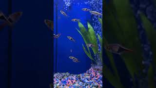 20 Seconds of Zen Large Harlequin Rasbora Aquarium Fish at Pet Shop aquarium [upl. by Eneres]