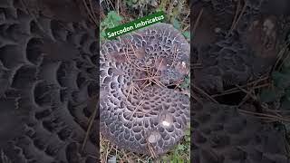 Чешуйчатый ежовикSarcodon imbricatus [upl. by Alake]