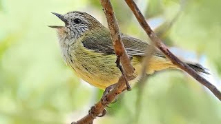 Striated Thornbills  Song and nest building [upl. by Braca856]