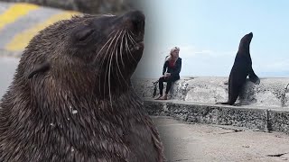 South African Officials Find Rabies Outbreak in Seals [upl. by Ailito805]