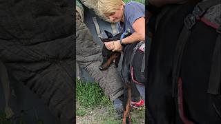 😮Dobermans Death Grip Service Dog Training GUARDODESSA Odessa Ukraine [upl. by Ynattib369]