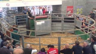 Champion Sedgemoor potential show cattle 2015 [upl. by Nnyleve]