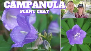 🔔 Campanula Bellflower Plant Chat  QG Day 81 🔔 [upl. by Yerffoeg237]