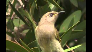 Brown Honeyeater  Bird watching in Australia with EjBirdwatching [upl. by Jehiel]