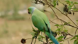 Roseringed parakeet eating flower seeds birds [upl. by Navi]