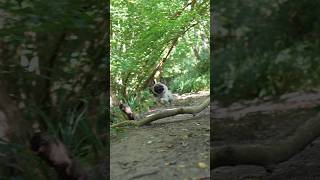 Filming my wild pug puppy on the ZVE1 📸 pug zve1 raybanmeta sonycamera instadoggo puglife [upl. by Hunsinger]