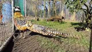 Reeves pheasant male Syrmaticus reevesii [upl. by Hsepid615]