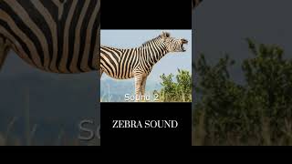 Zebra Sound Effects  Animals Sound  Animals Sfx animalsoundeffects animalsounds wildlife [upl. by Alemrac]