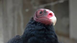 Closeup Turkey Vulture [upl. by Lonier]