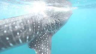 Whale Shark feeding on plankton in the Maldives June 2012 [upl. by Halet]