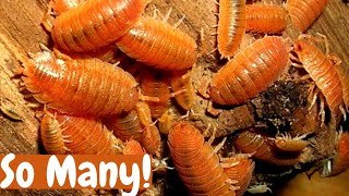 How to Culture Giant Orange Isopods  How To Breed Tropical Orange Isopods 2021 [upl. by Georges]