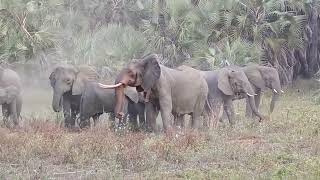 Gorongosa National Park composite [upl. by Vogeley866]