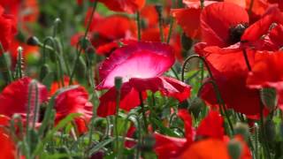 Production de semences de coquelicots 120627B103mp4 [upl. by Mowbray]