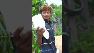 Edible Dwarf Coconut Tree Cutting Process survival bushcraft forest [upl. by Quigley]