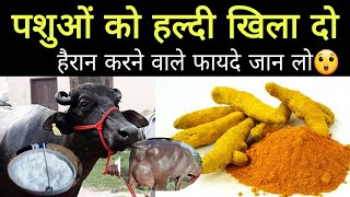 गाय भैंस को हल्दी के हैरान करने वाले फायदे जान लो haldi use in cow buffalo Hindi [upl. by Hambley19]